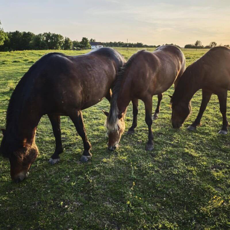 trys žirgai ganosi pievoje