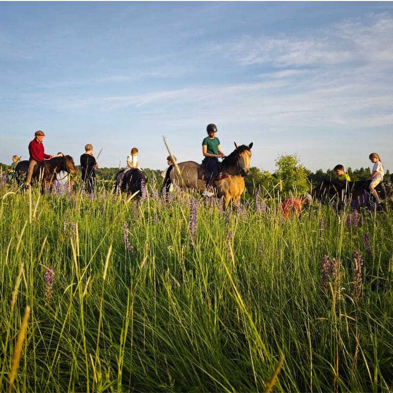 vaikai ant žirgų žydinčioje pievoje stovyklauja